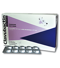 Nos Produits - Clavubactin 500/125 mg Nos Produits - Clavubactin 500/125 mg